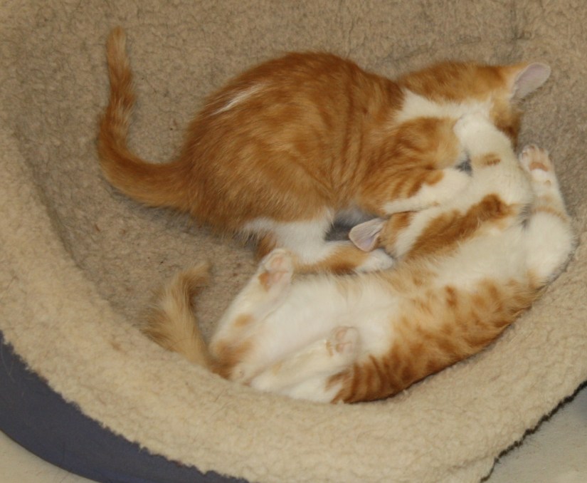 Max&MurphyWrestling_02