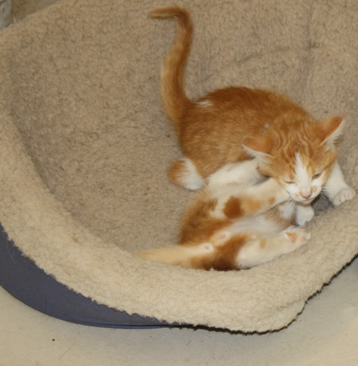 Max&MurphyWrestling_04