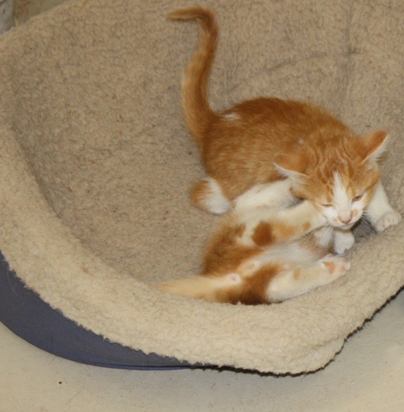 Max&MurphyWrestling_04