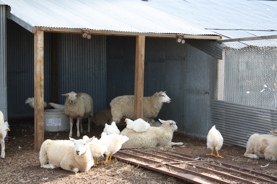 Sheep&ChickensUnderNewCover_01