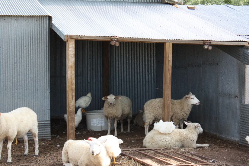 Sheep&ChickensUnderNewCover_02