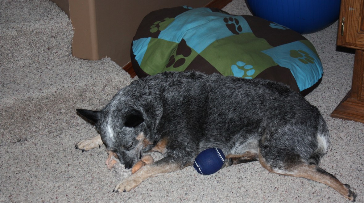 Ash&LambChop&Football_02 Ash&LambChop&Football_02