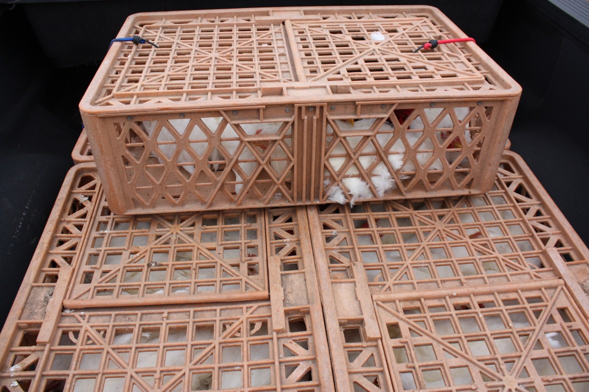 ChickensToButcher_01