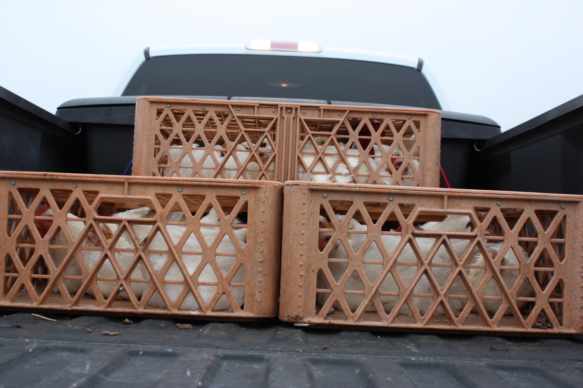 ChickensToButcher_02