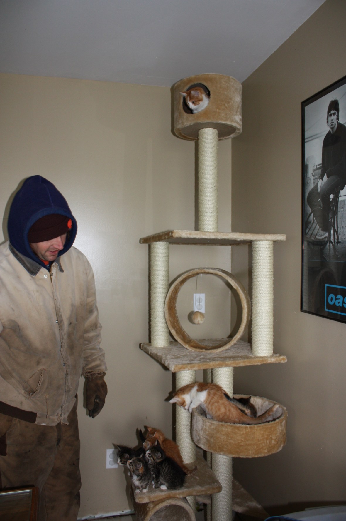 KittensOnTower_Randy KittensOnTower_Randy