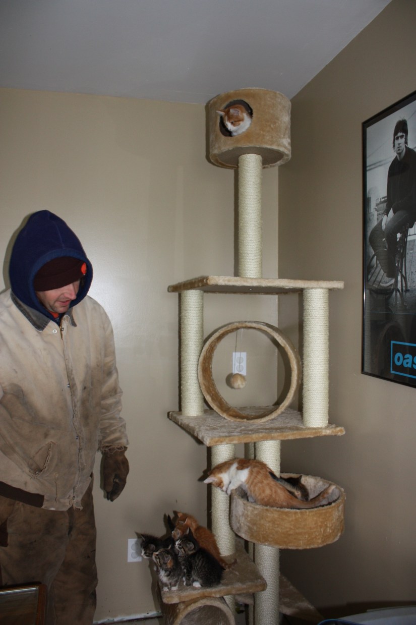 KittensOnTower_Randy