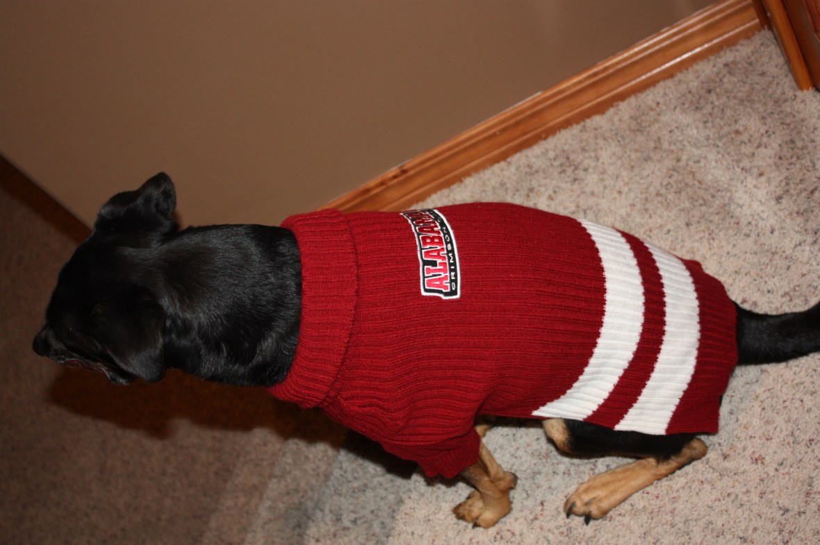 KoalInSweater_03 KoalInSweater_03