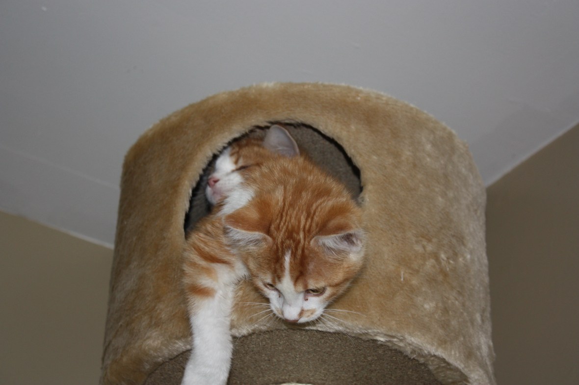 MurphyComingOutOfTower MurphyComingOutOfTower