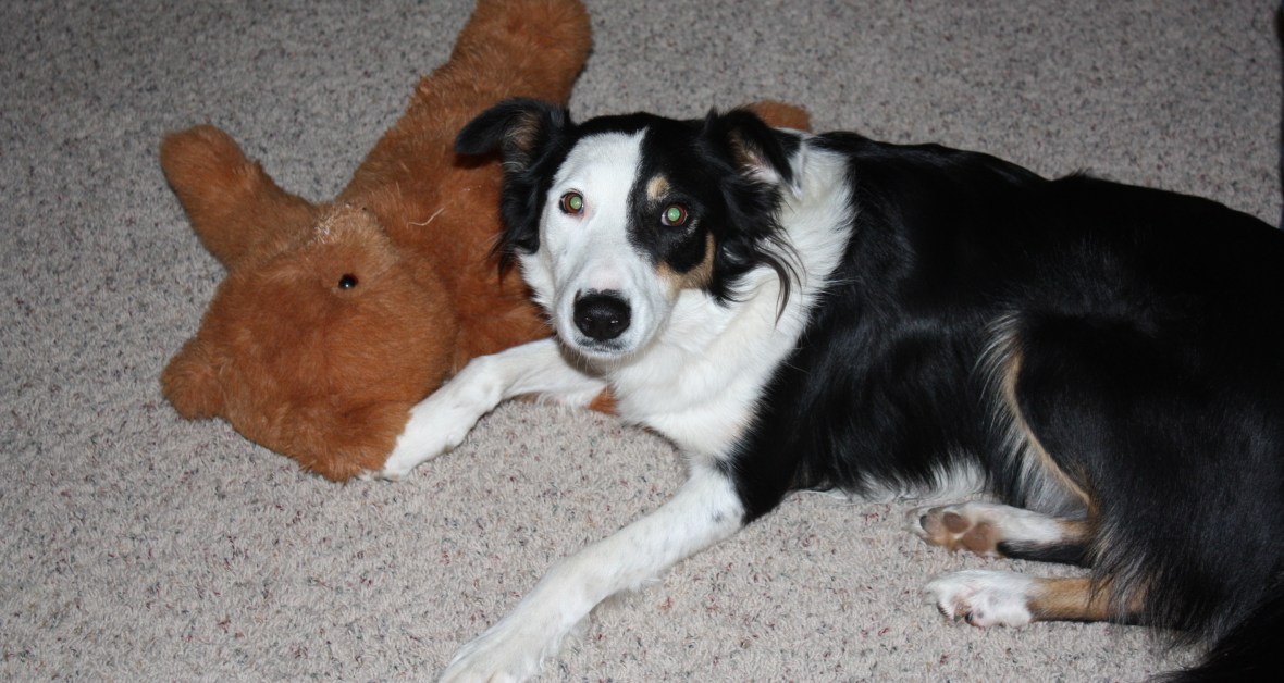 Thai&Bear_01 Thai&Bear_01