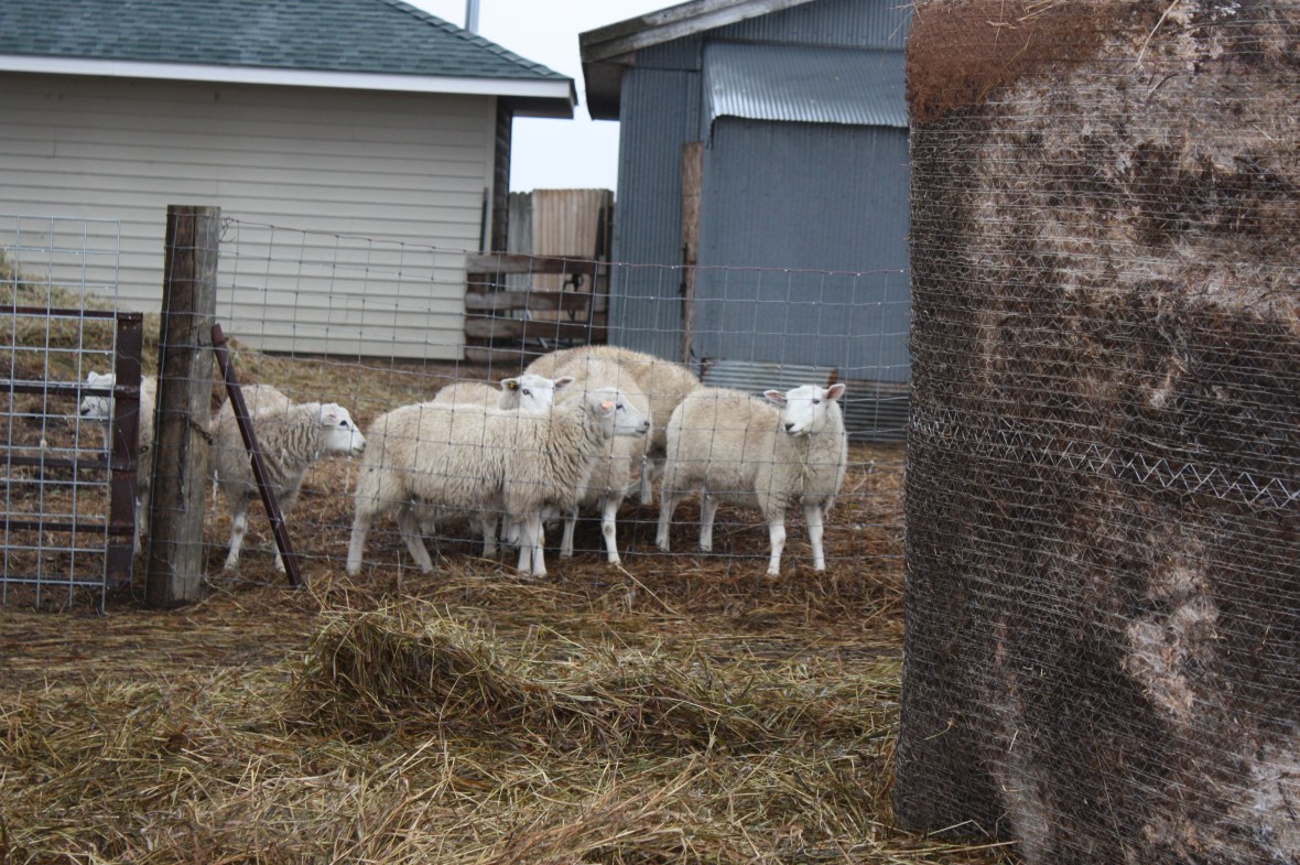 LittleGirlsAwaitingHay_01 LittleGirlsAwaitingHay_01