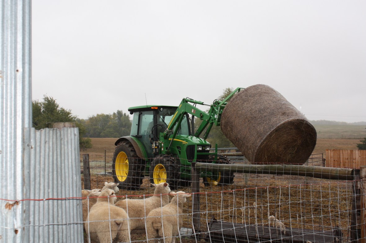 RandyDroppingHay_02 RandyDroppingHay_02