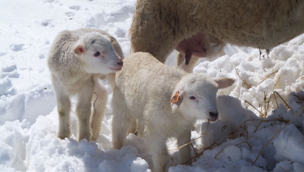 LambsInTheSnow
