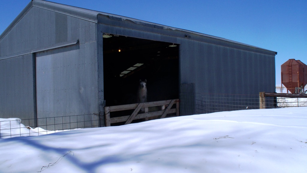 SheepBarn_SnowDrift_03
