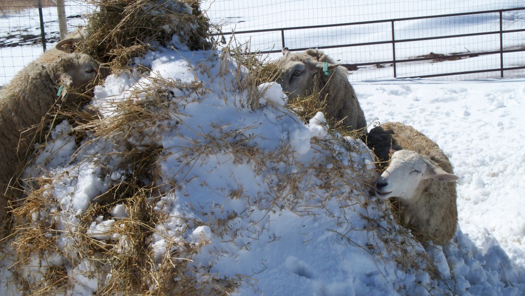 SheepInTheSnow