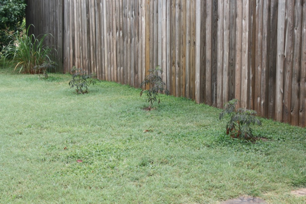 BlackLaceLeafElderberries