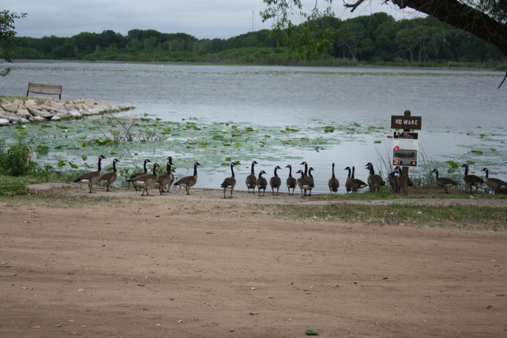 GeeseAtStateLake