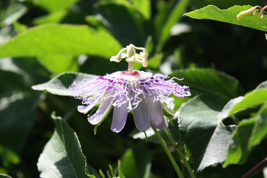 Passionflower_01