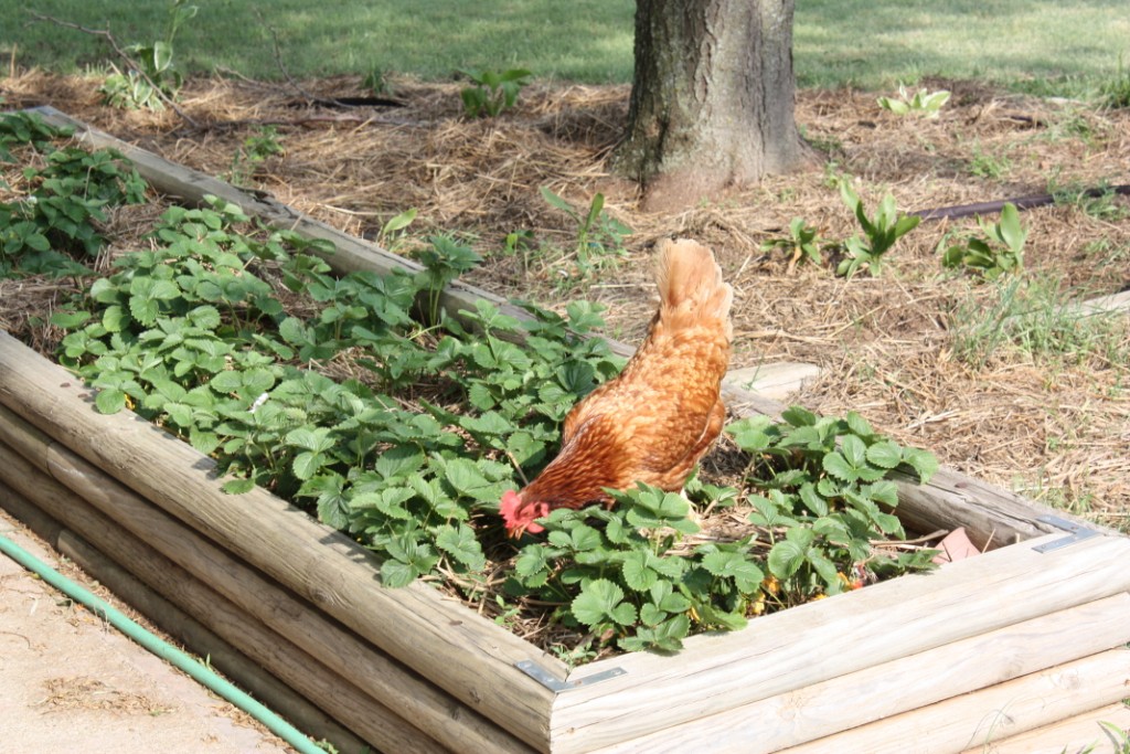 RhodeIslandInStrawberries_01