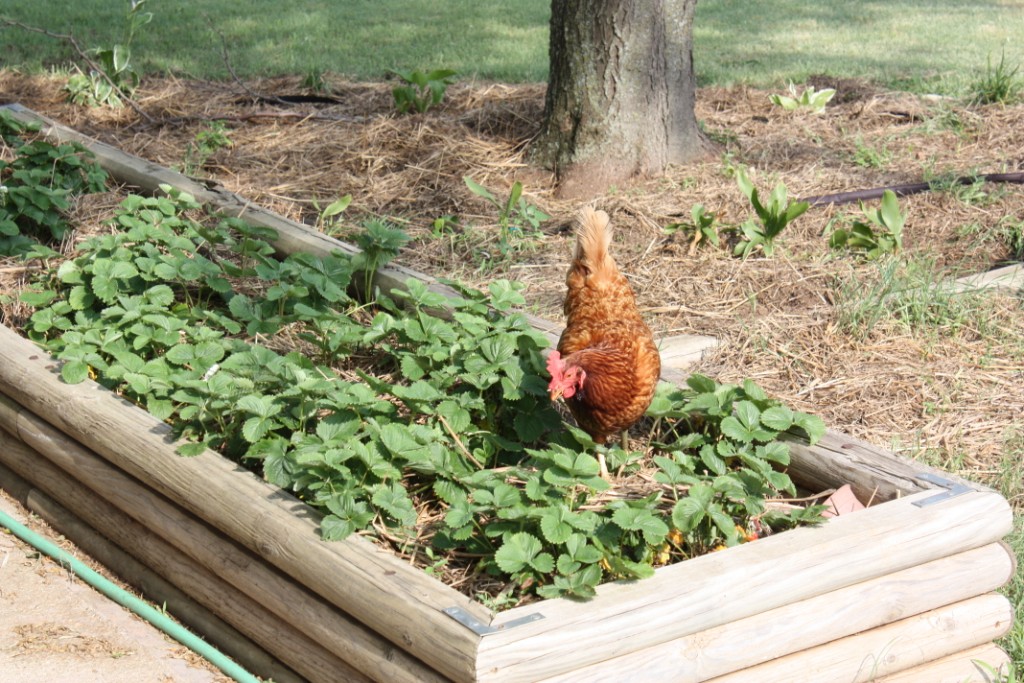 RhodeIslandInStrawberries_02