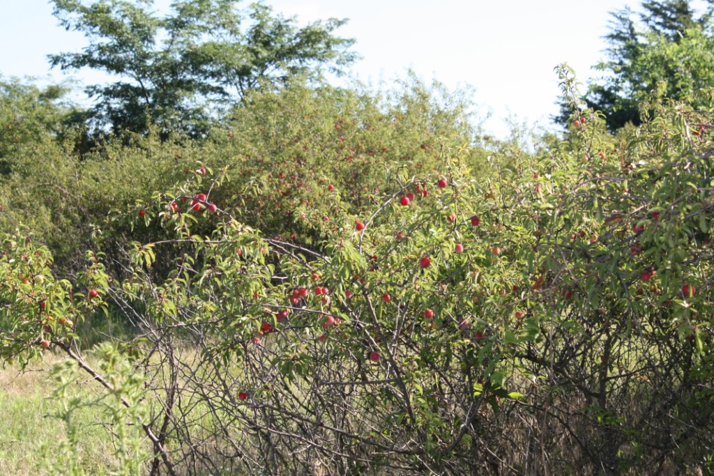 SandPlumsOnBush