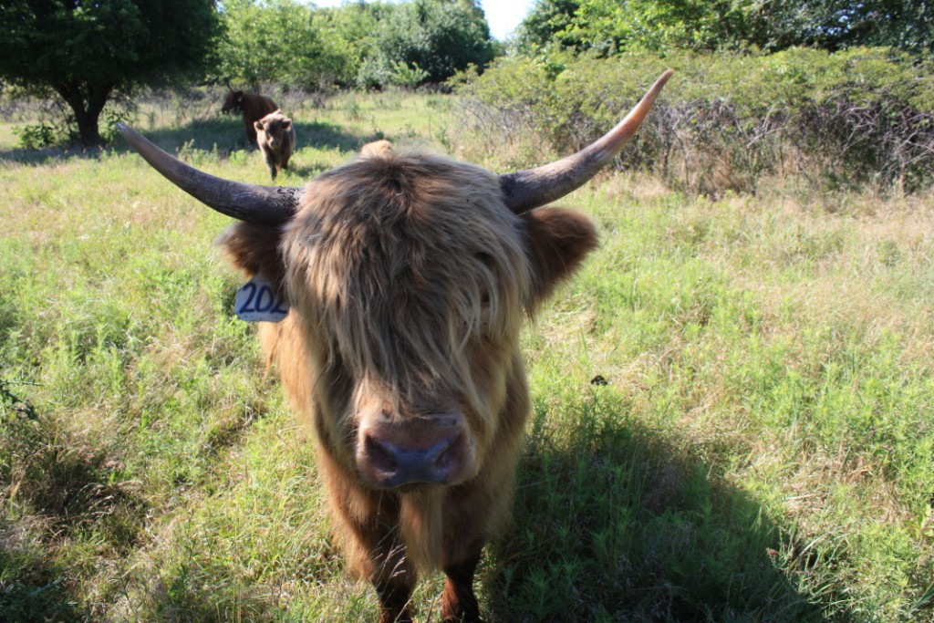 ScottishHighlandBull_03