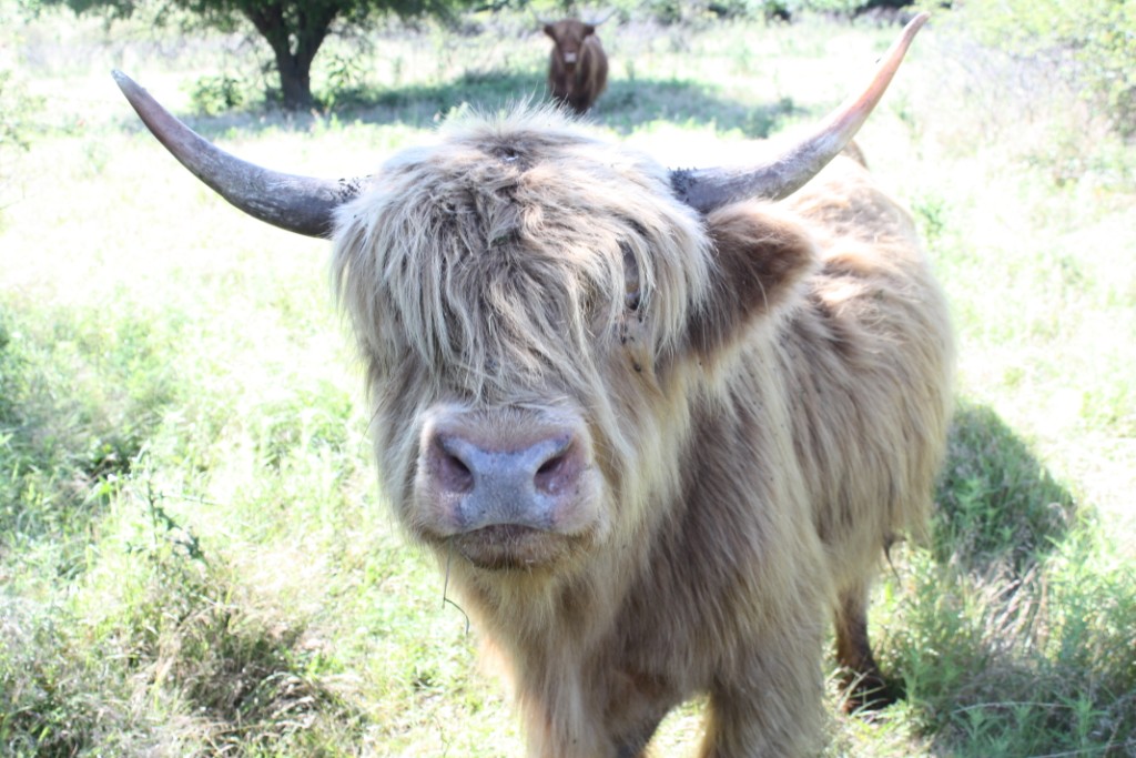 ScottishHighlandBull_05