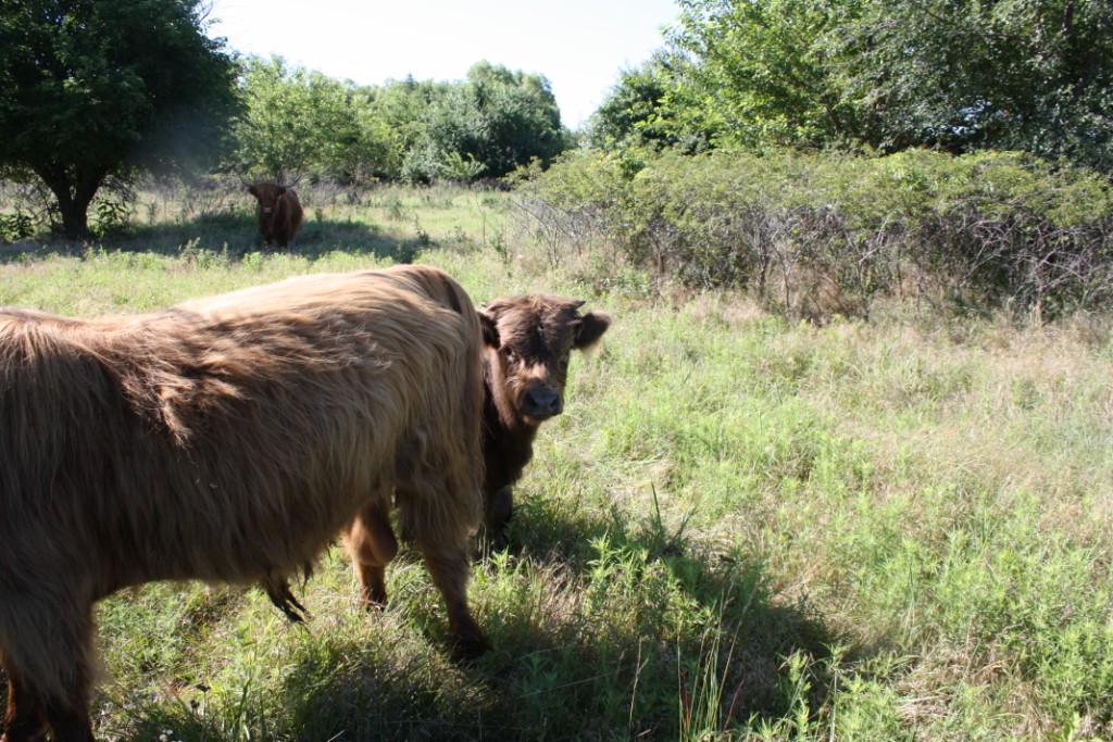 ScottishHighlandBullCalf