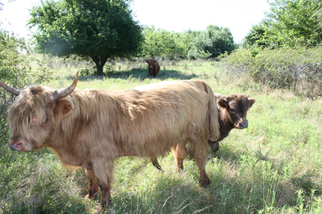 ScottishHighlandBullCalf&Mama