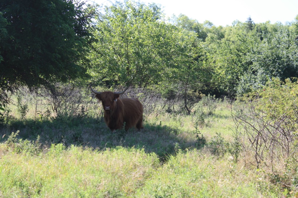 ScottishHighlandCattle_01