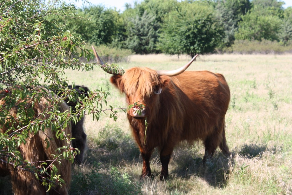 ScottishHighlandCattle_05