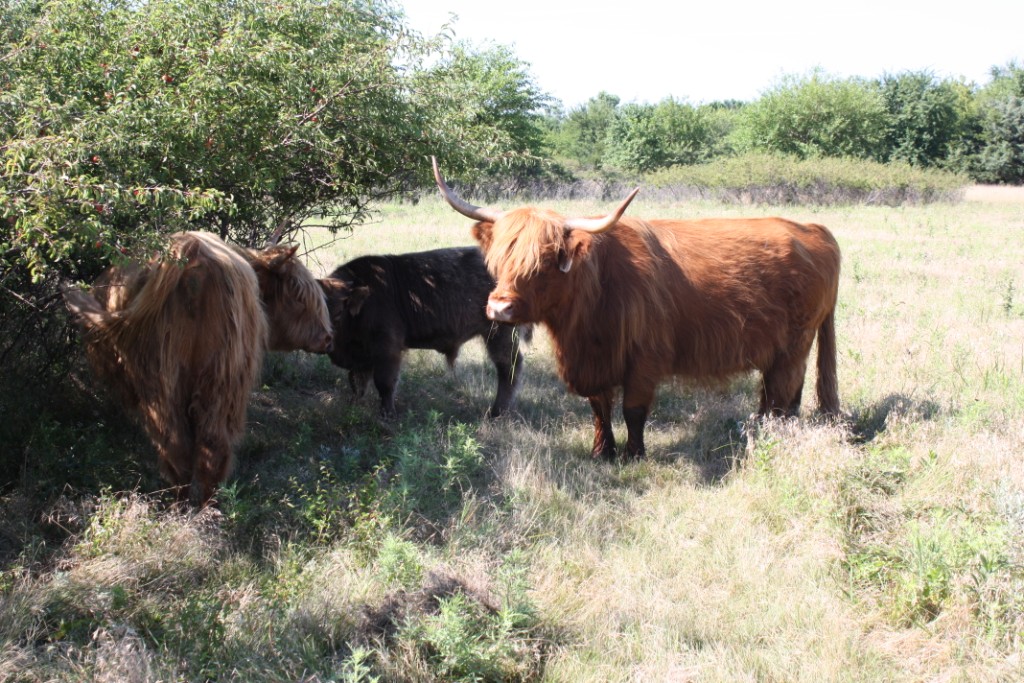 ScottishHighlandCattle_06
