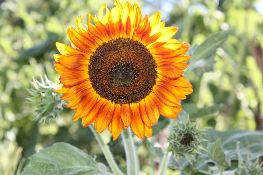 Sunflower_03