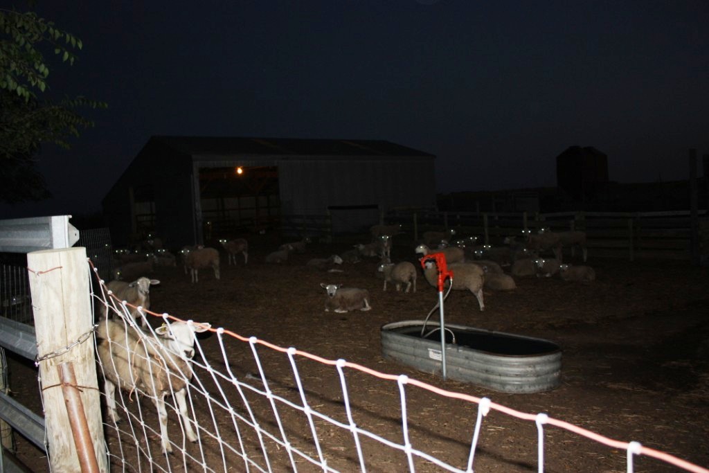 SheepEyesInTheDarkMorning_01