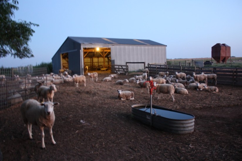 TimeToGarlicDrenchSheep_01