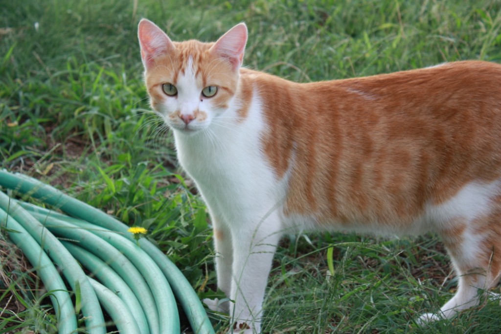 MurphyByTheGardenHose