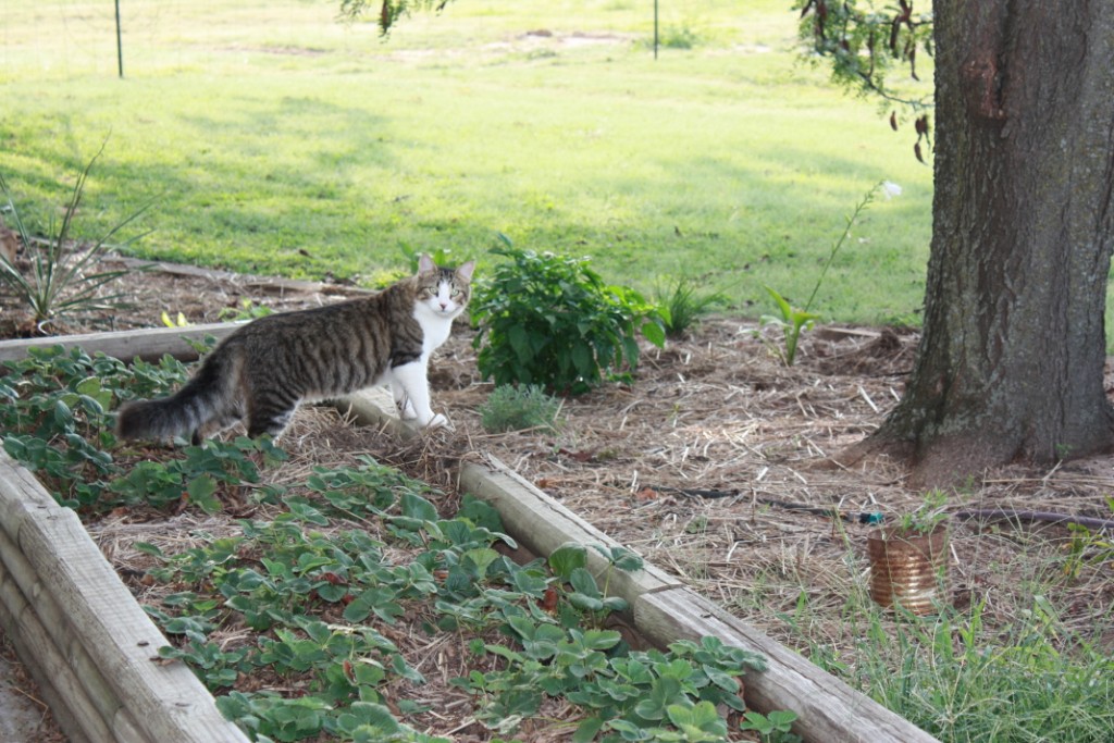 PudgyInTheStrawberries_01