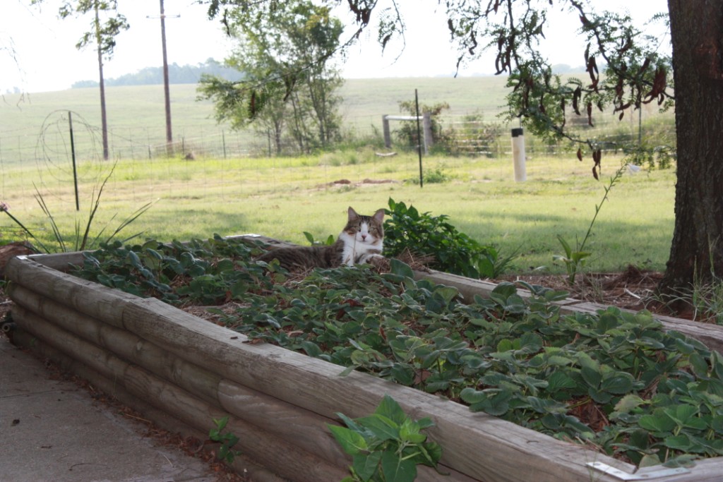 PudgyInTheStrawberries_02