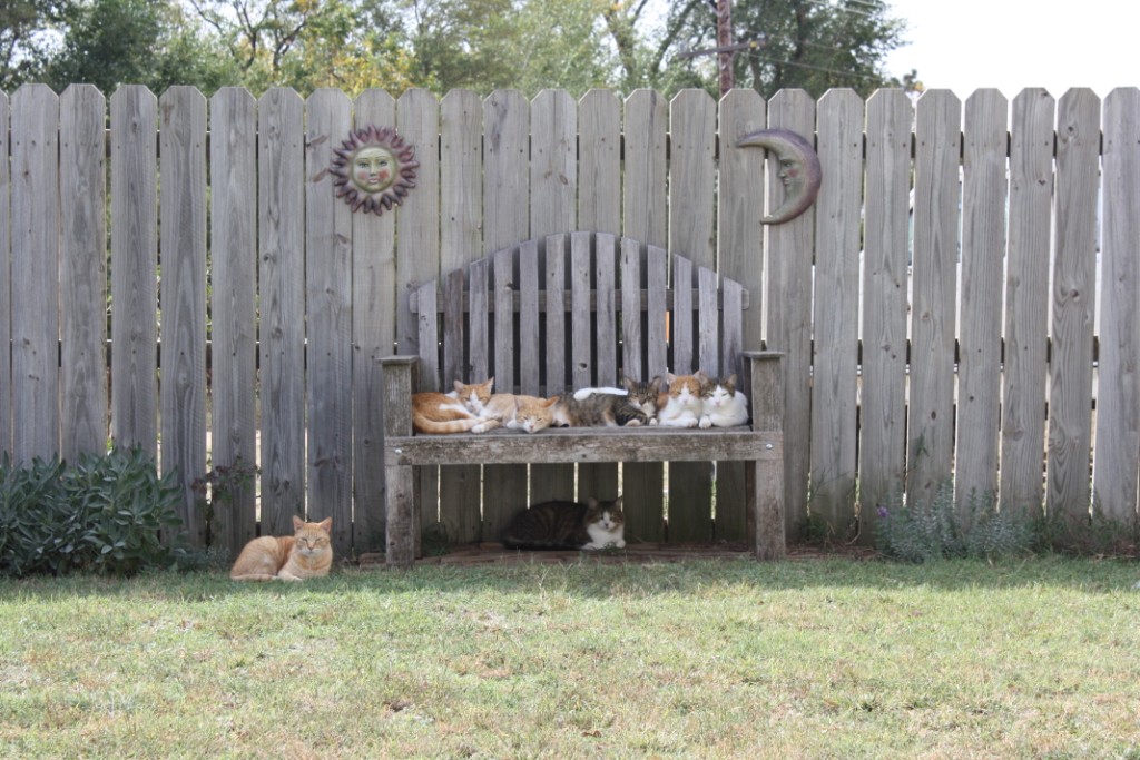 CatBench_01