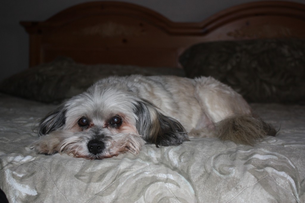 Oscar_Thanksgiving2010