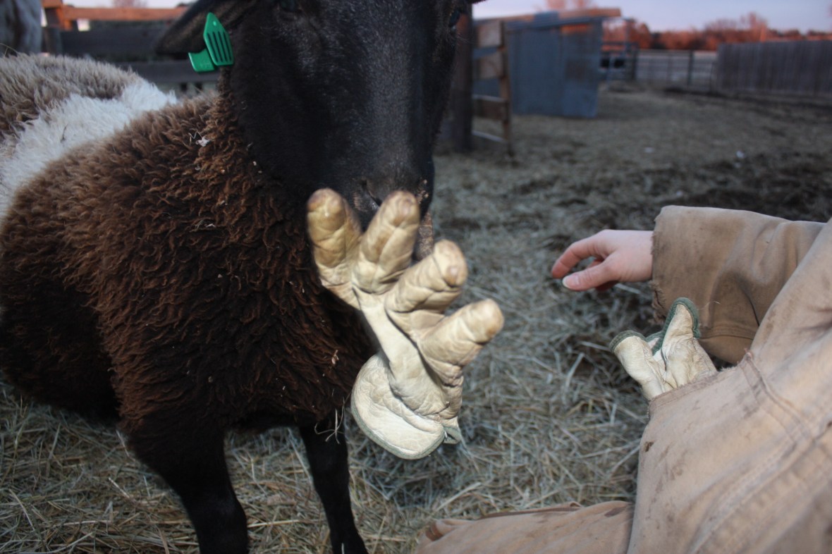 BeltieAndMyGloves_03