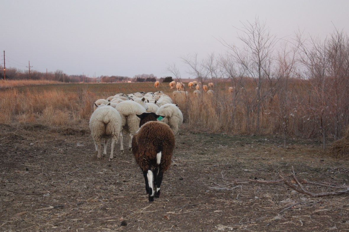 BeltieBringingUpTheRear_01