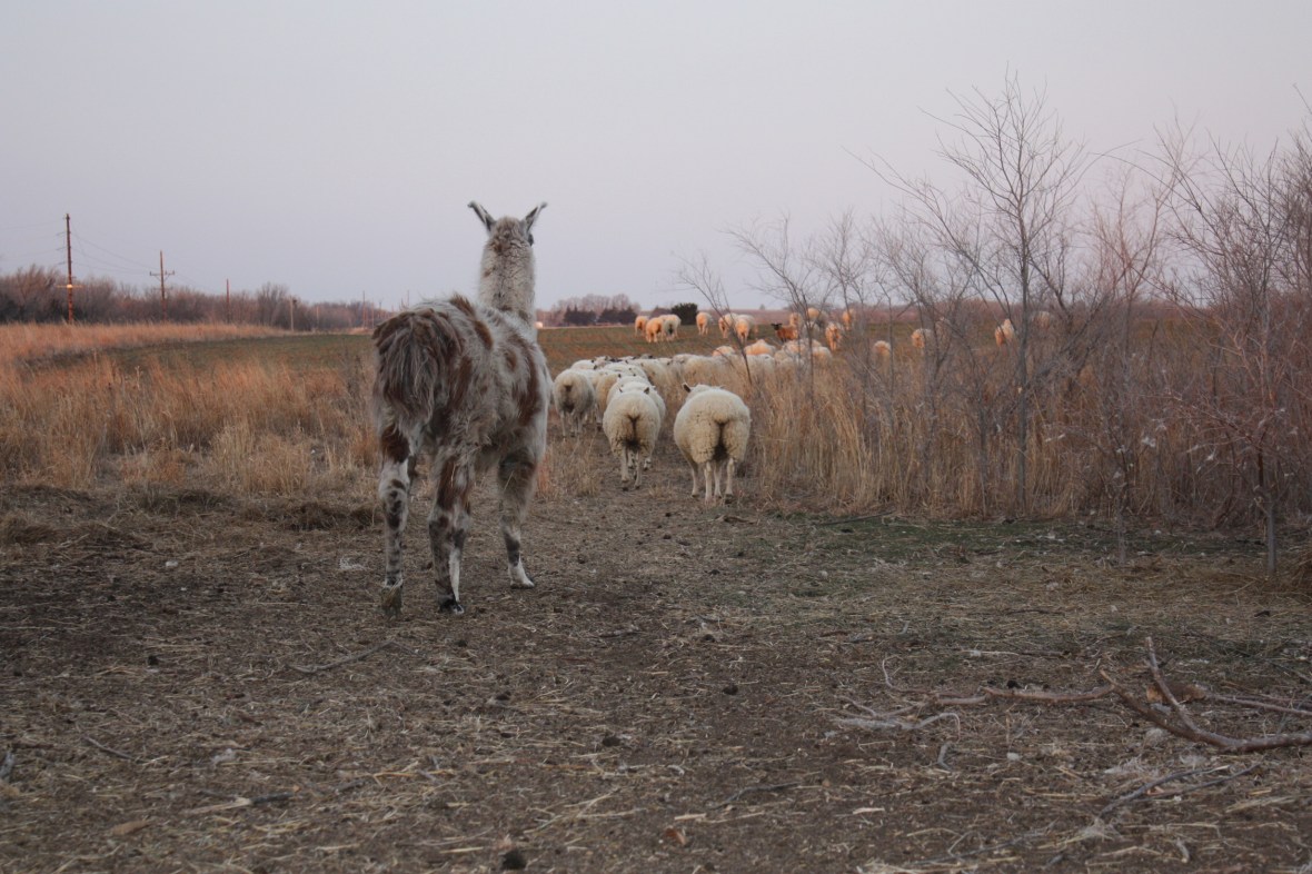 HankBringingUpTheRear