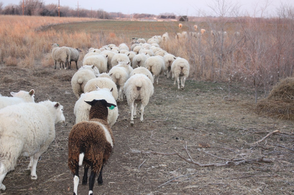 SheepHeadingOutToWheat_03