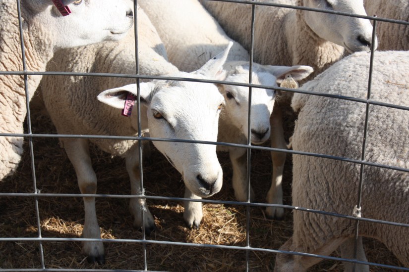 SheepReadyForSorting_02